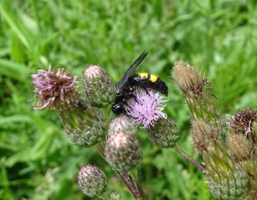 Réf. 325 949 : Scolia hirta hirta